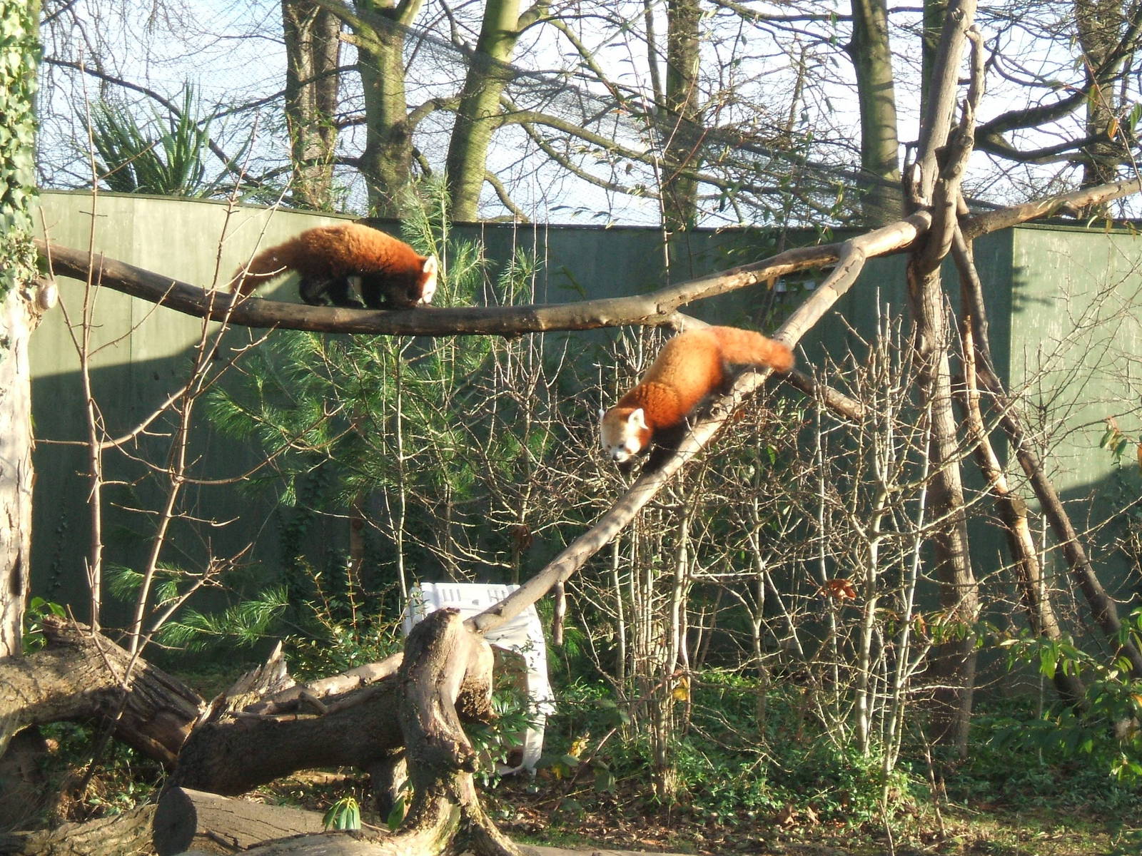 Red Pandas at Chester Zoo