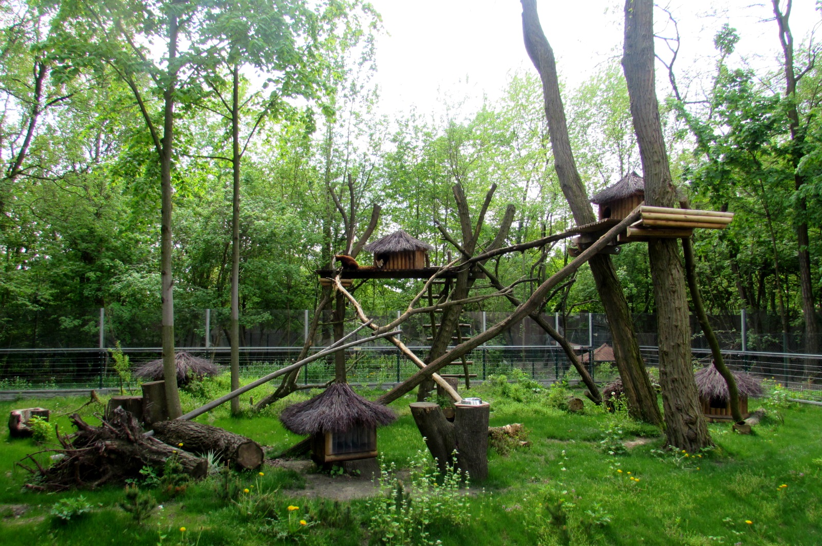 Red Pandas enclosure - 05/2015