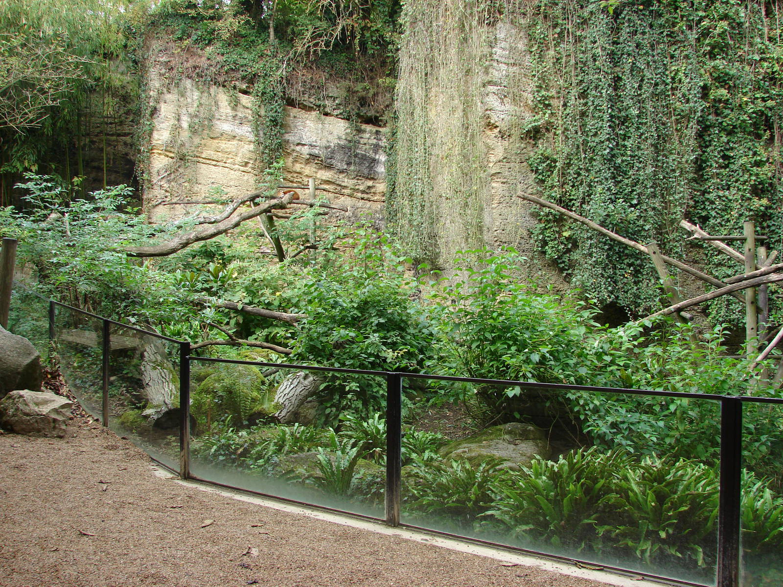 Red pandas exhibit