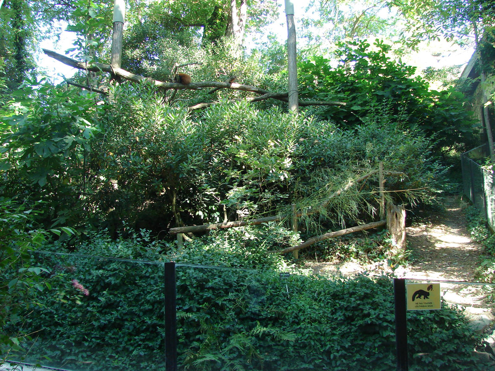 Red pandas exhibit
