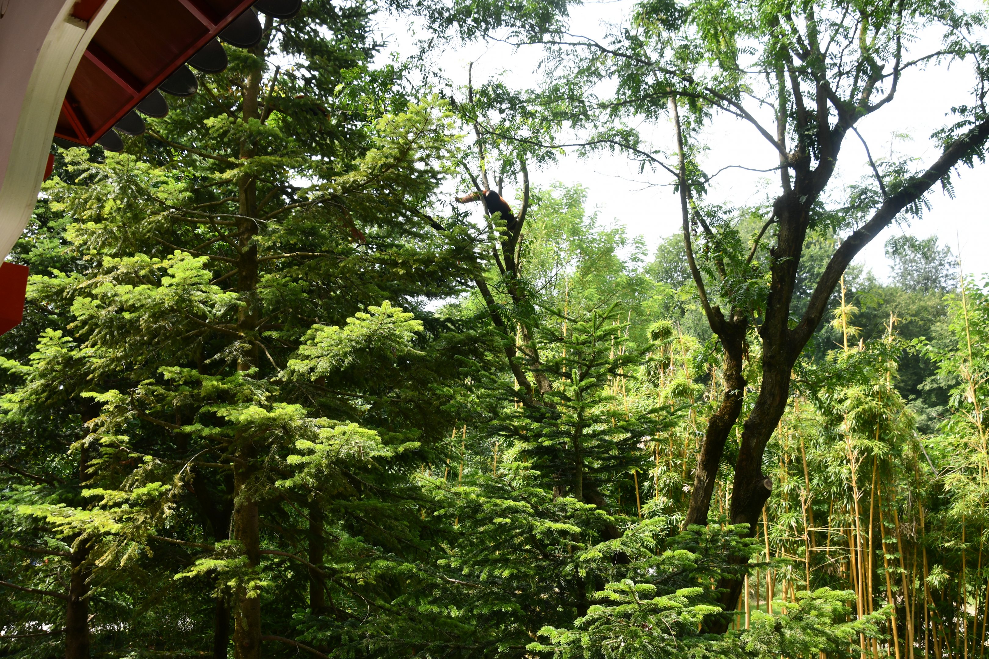 Red Pandas exhibit