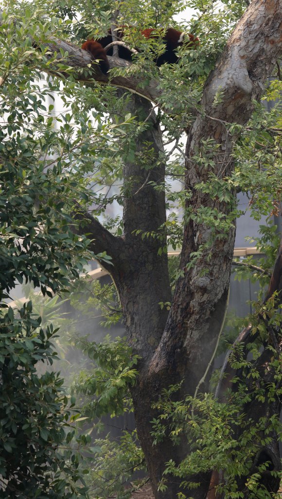 Red Pandas getting misted