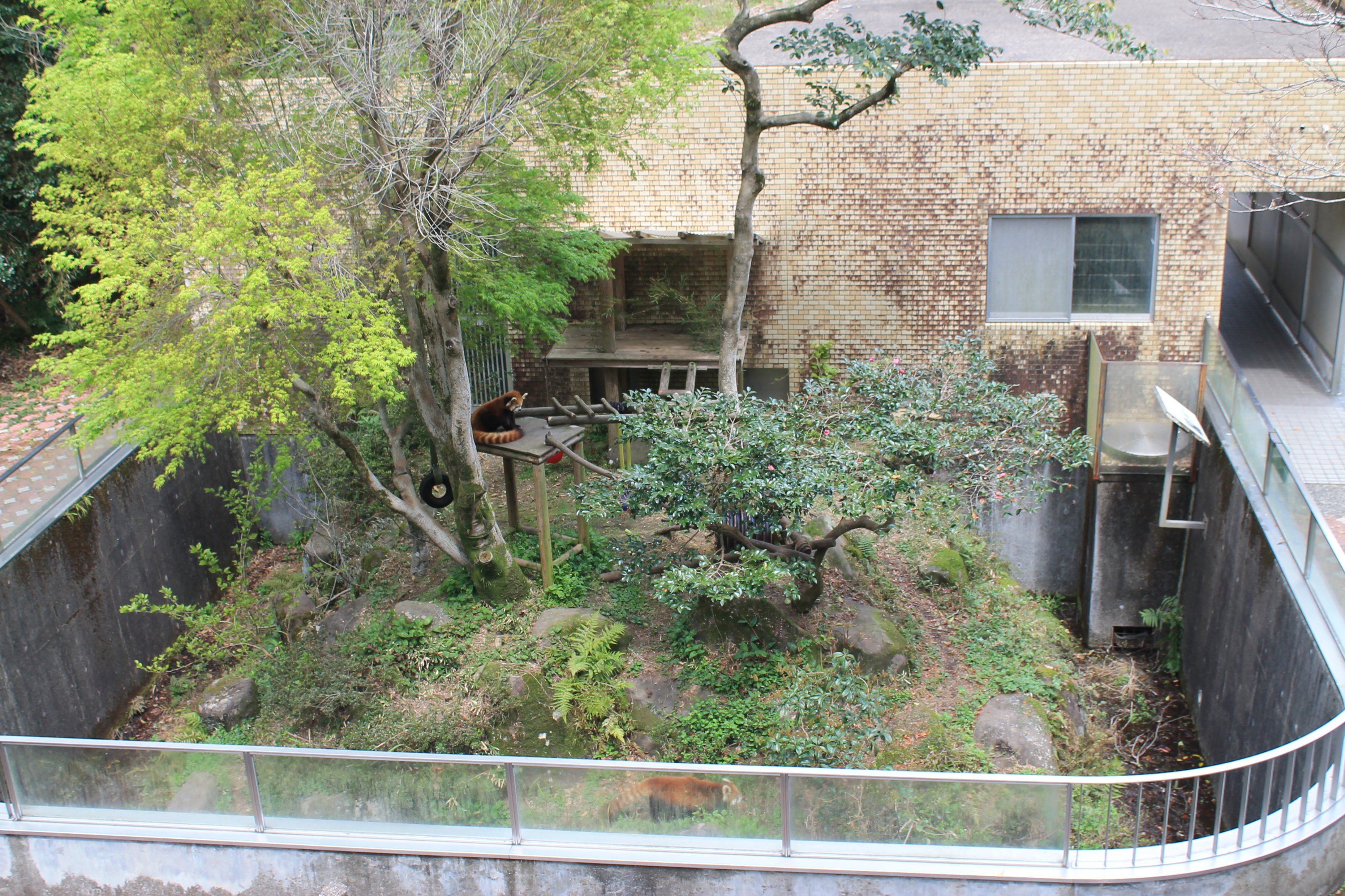 Red Pandas - Hirakawa Zoo (Kagoshima)