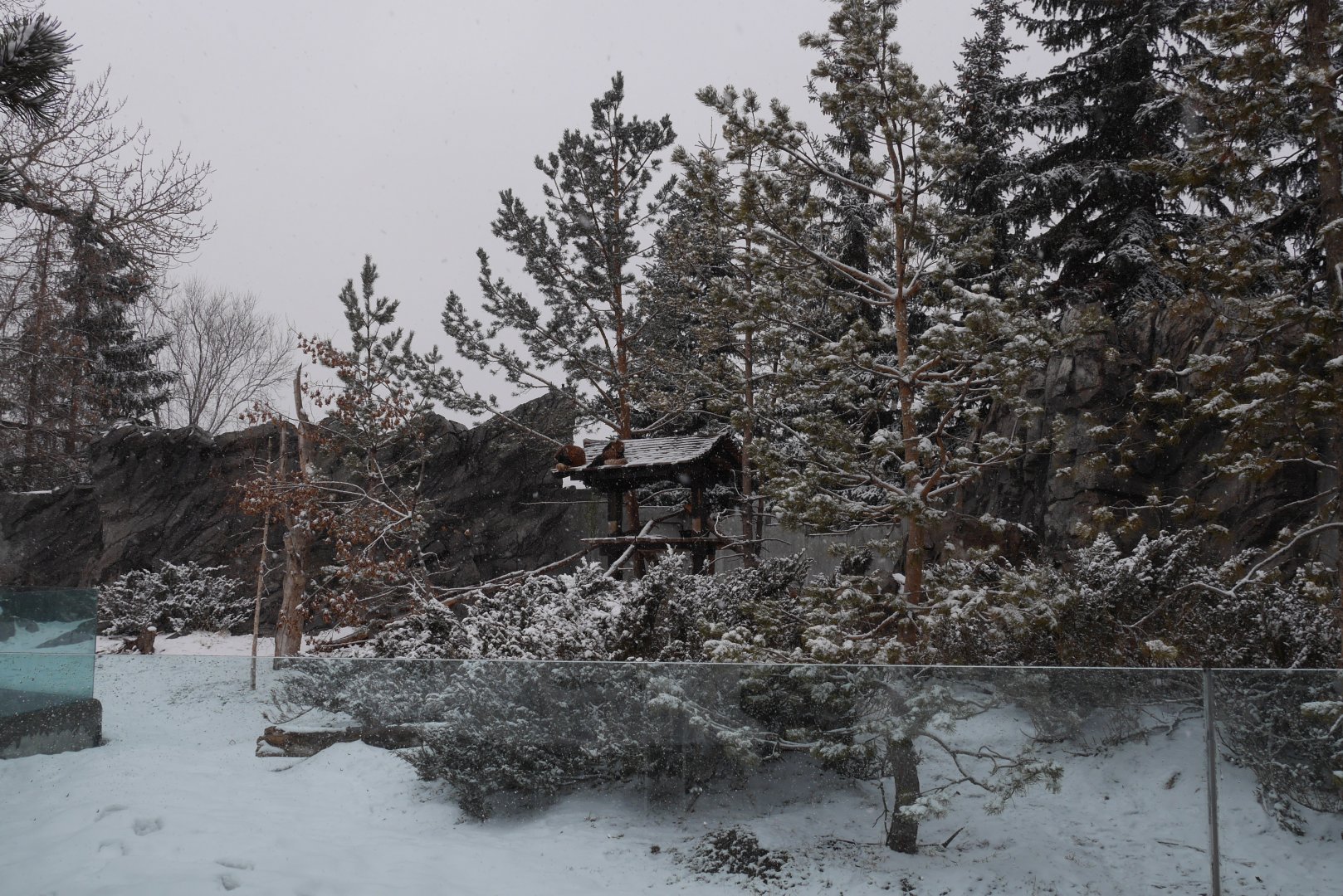Red Pandas in Mid-April- My First US Zoo Trip