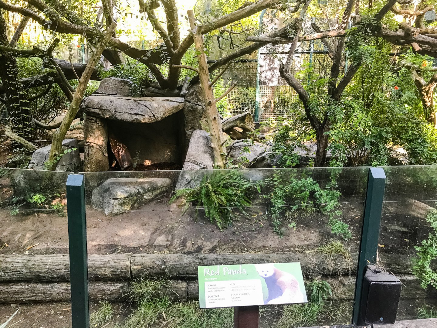 Red pandas in the old Giant panda exhibit.