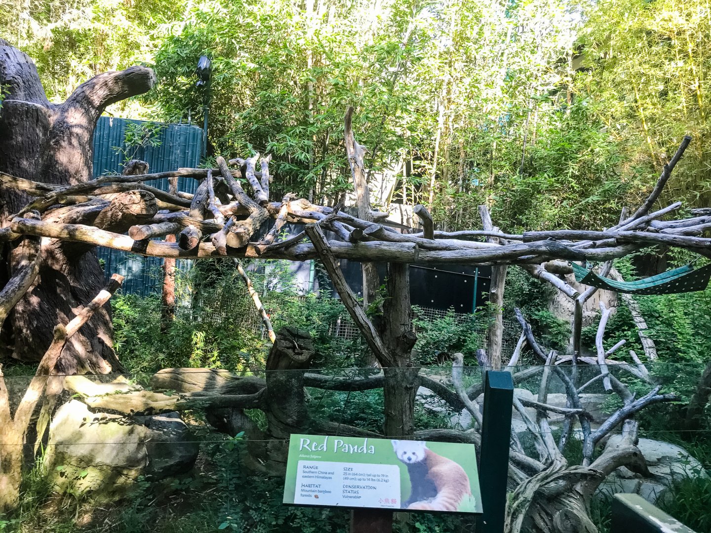 Red pandas in the old Giant panda exhibit.