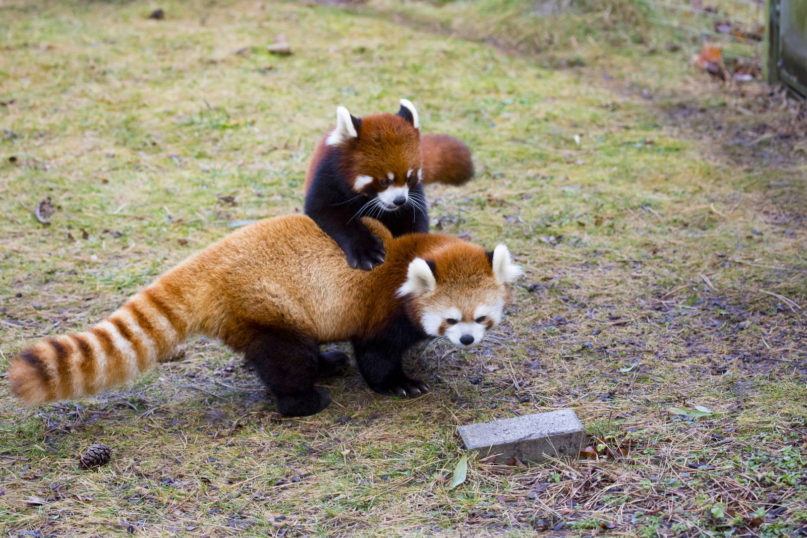 Red Pandas Interact (Pic 1 of 2)