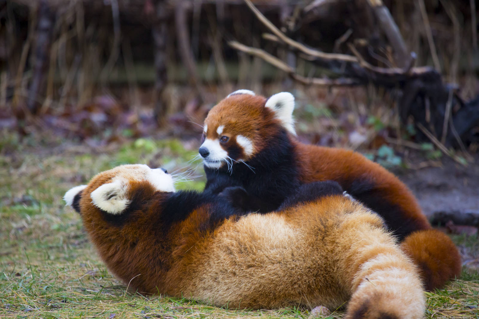 Red Pandas Interact (Pic 2 of 2)