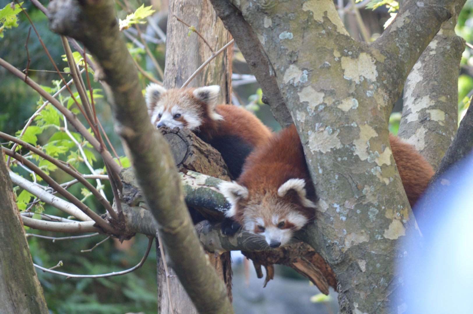 Red Pandas, October 2024