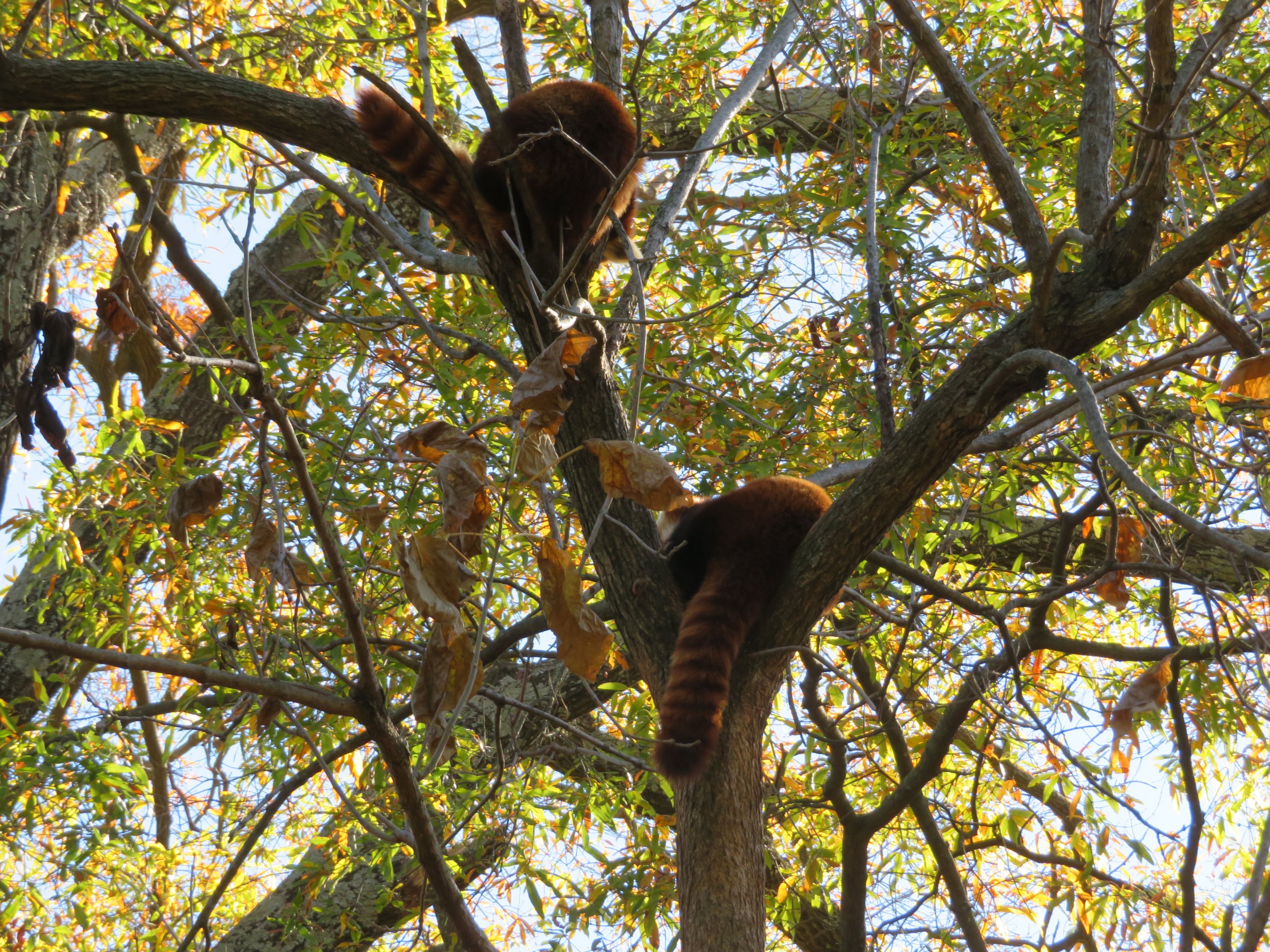 Red Pandas Up in Tree