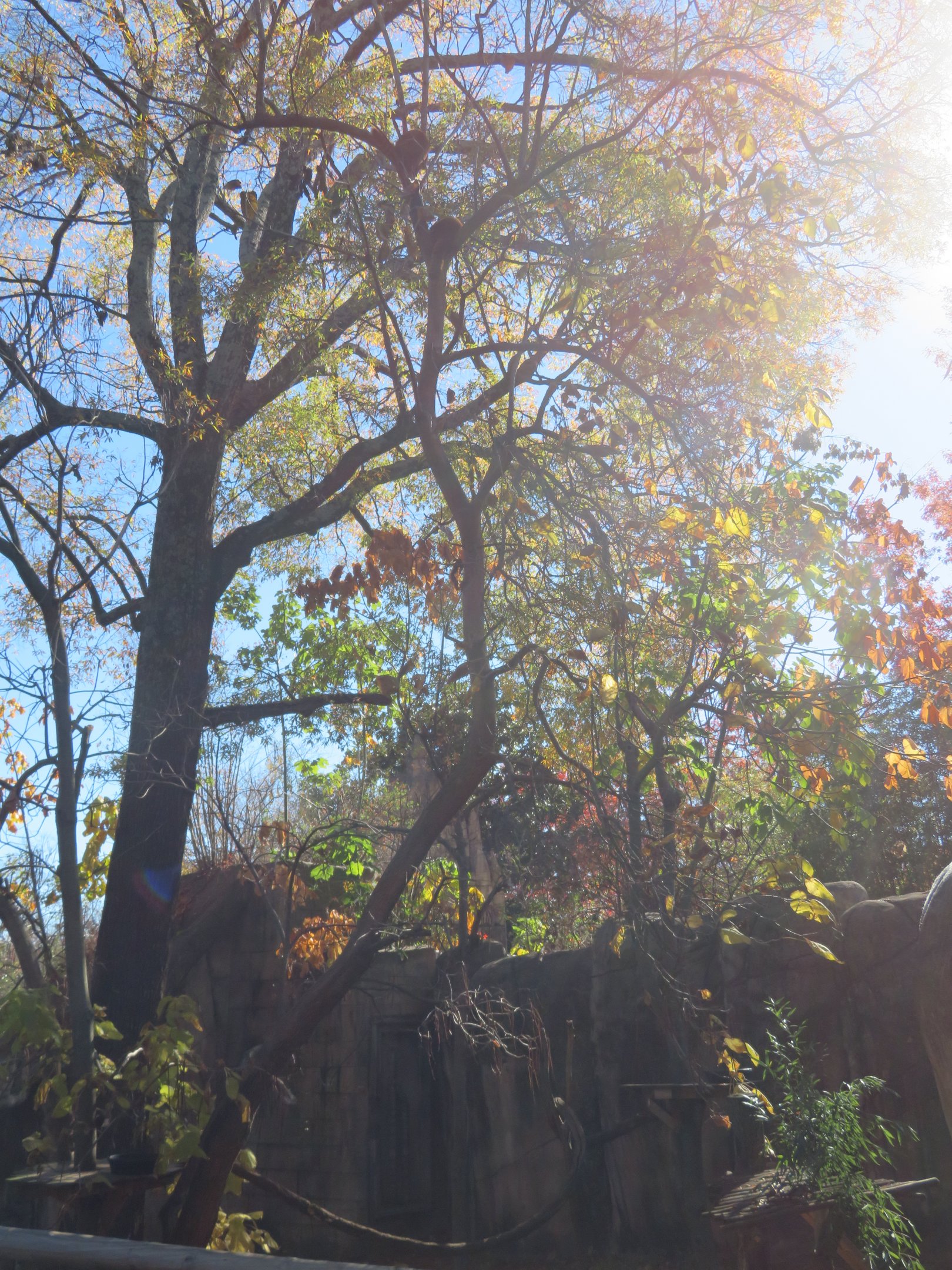 Red Pandas Up in Tree