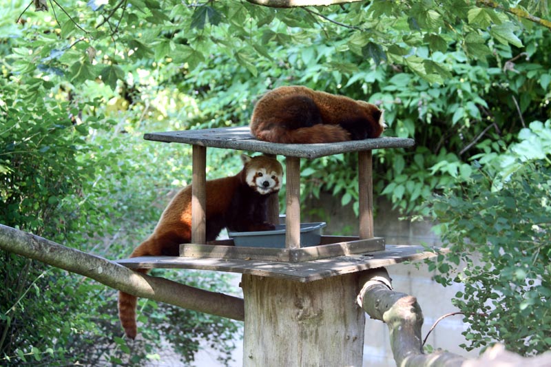 Red Pandas
