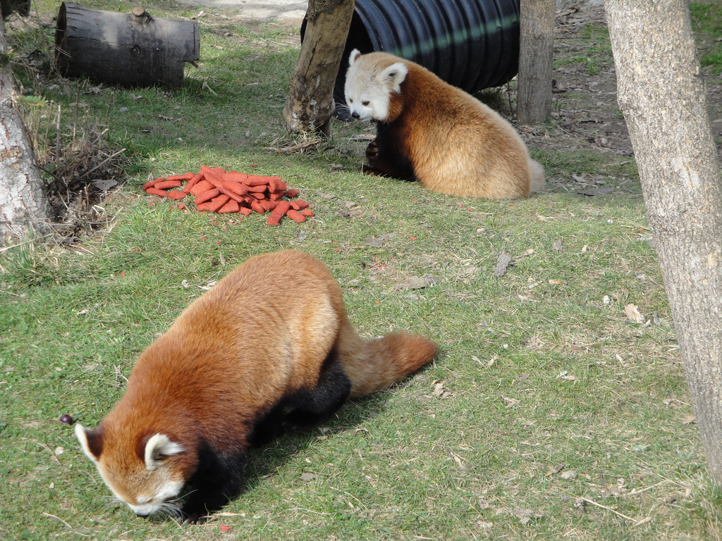 Red Pandas
