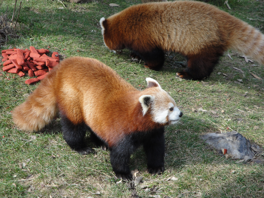 Red Pandas