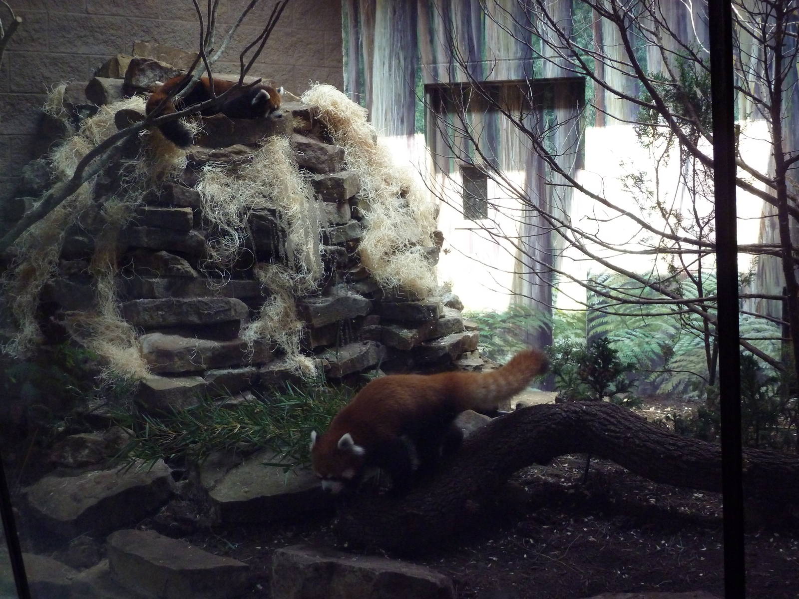 Red Pandas