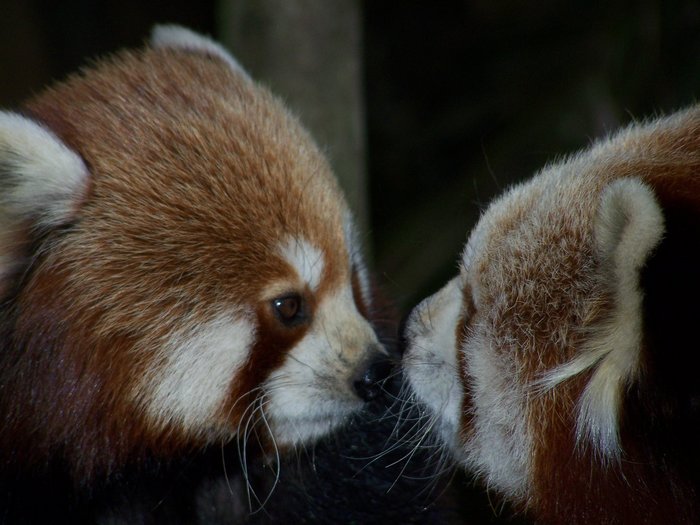 Red pandas
