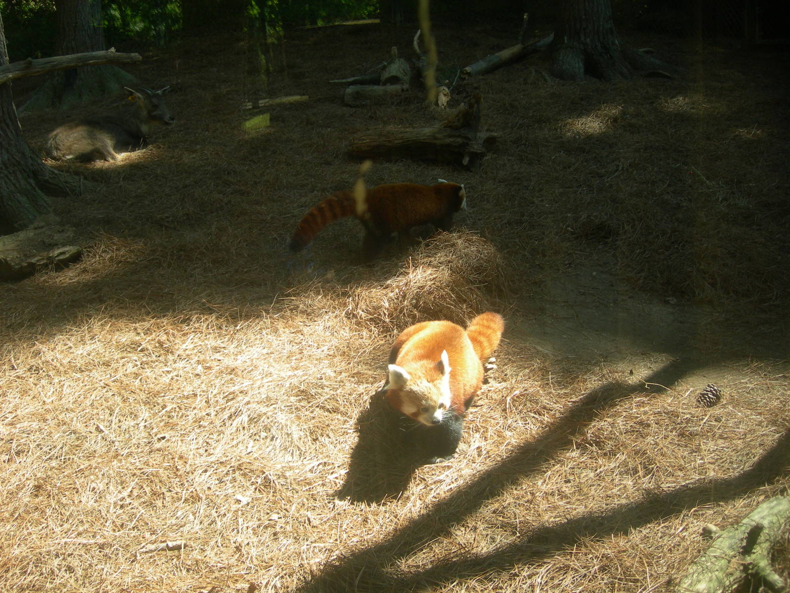 Red Pandas