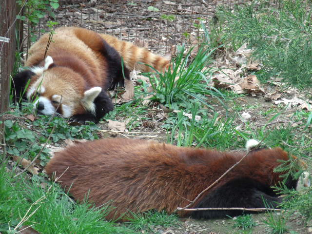 Red Pandas