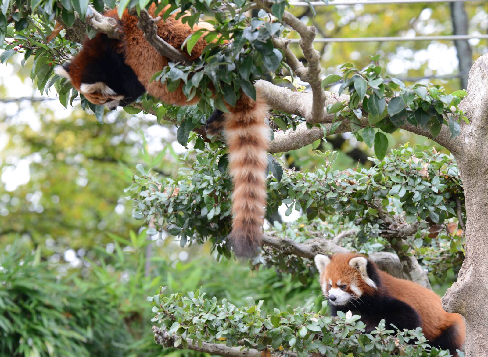 Red pandas