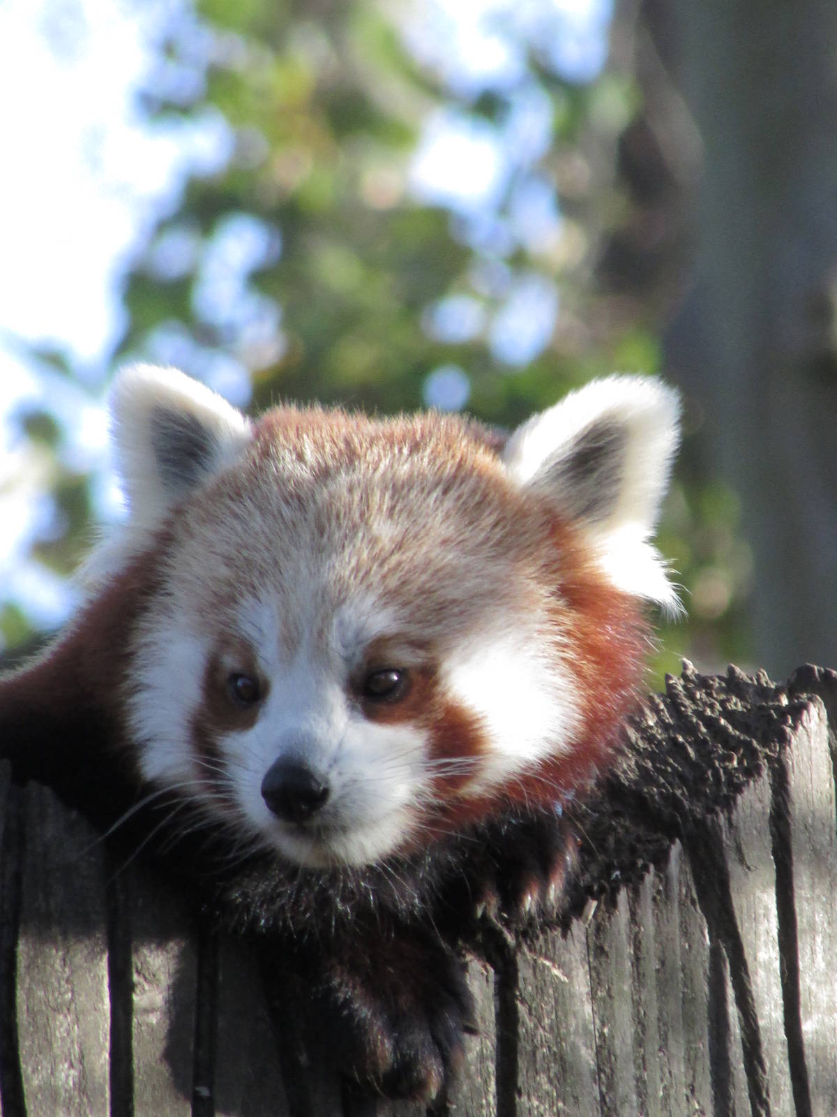 Red Panda's