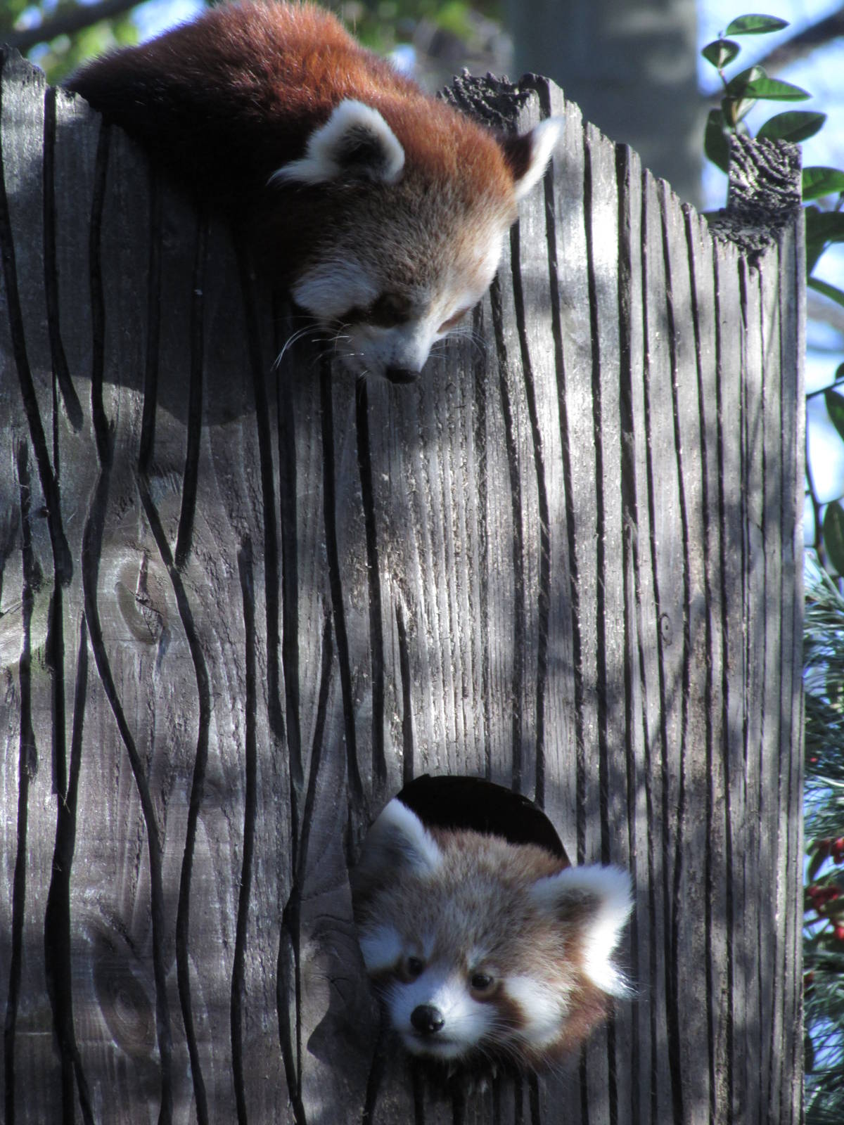 Red Panda's