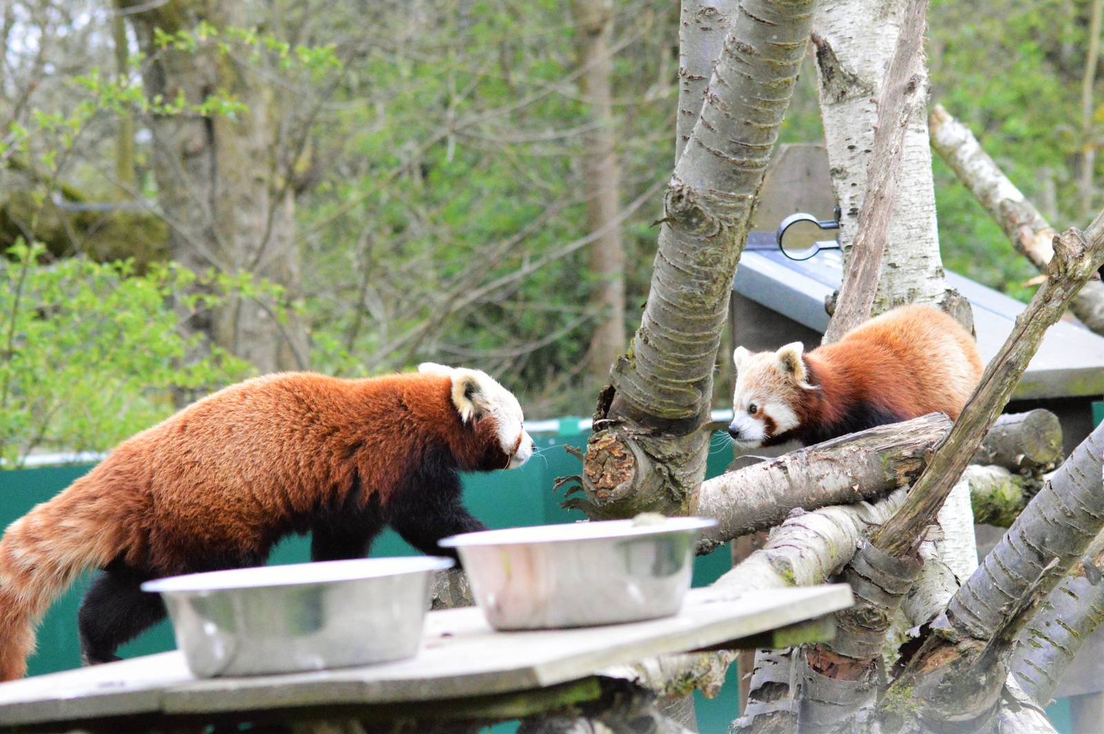 Red pandas