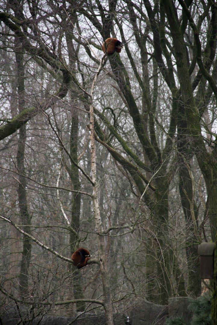 Red panda's