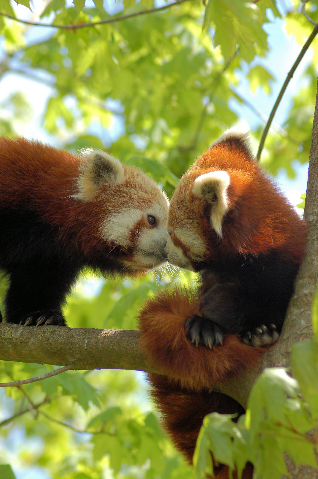 Red pandas