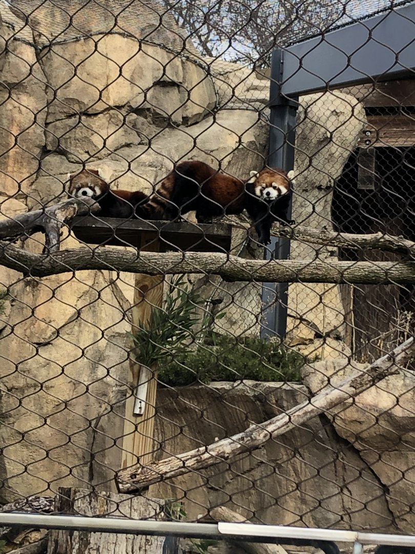 Red Pandas
