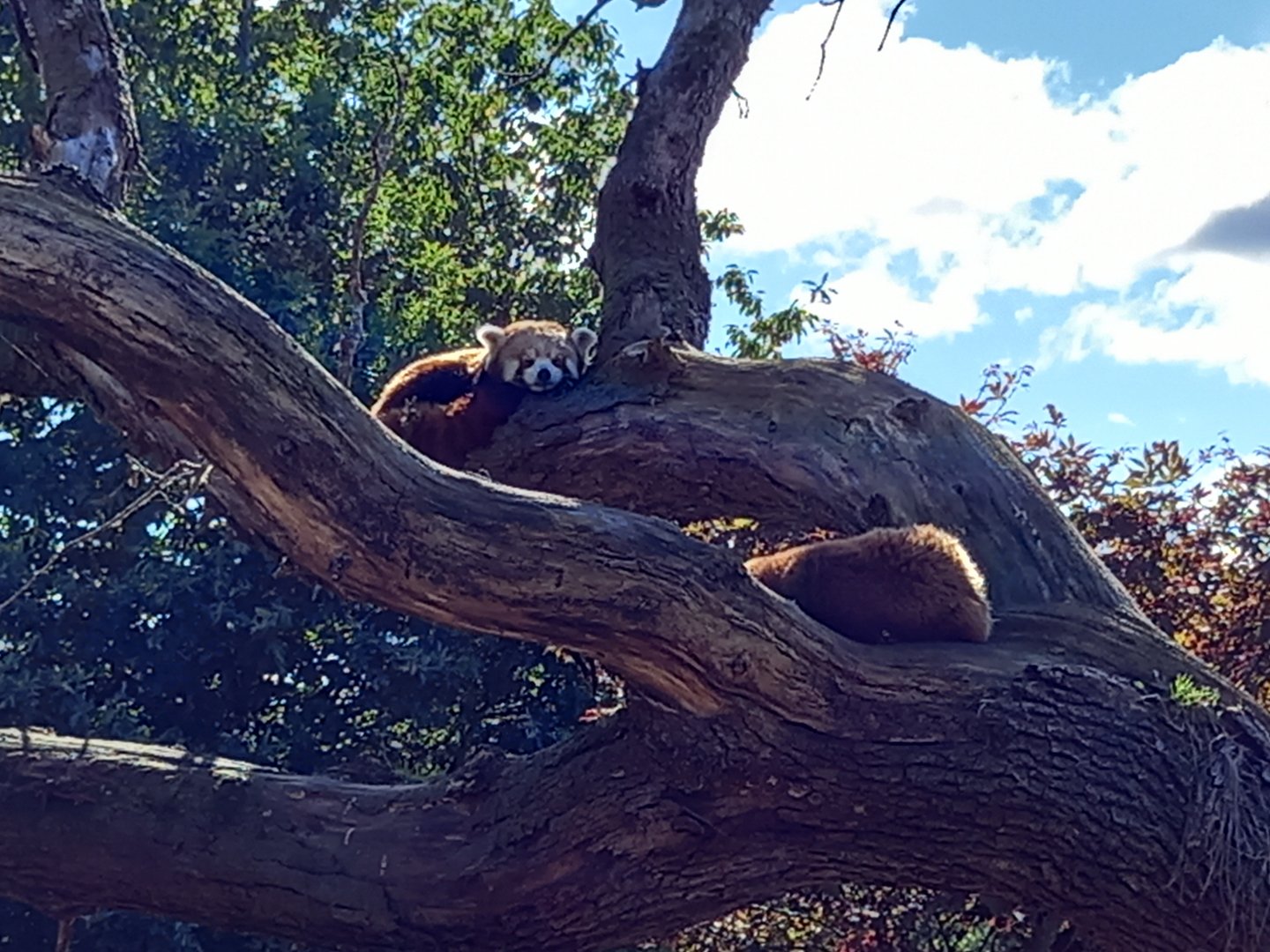 Red Pandas