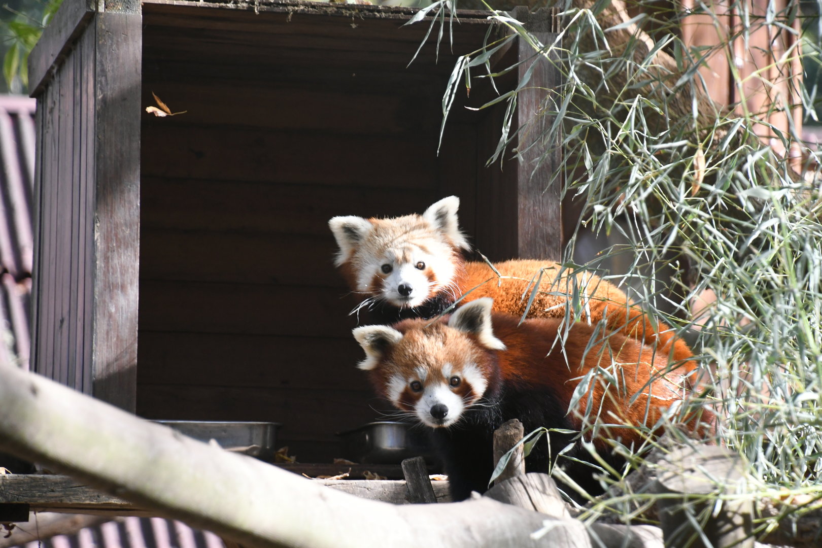 Red Pandas