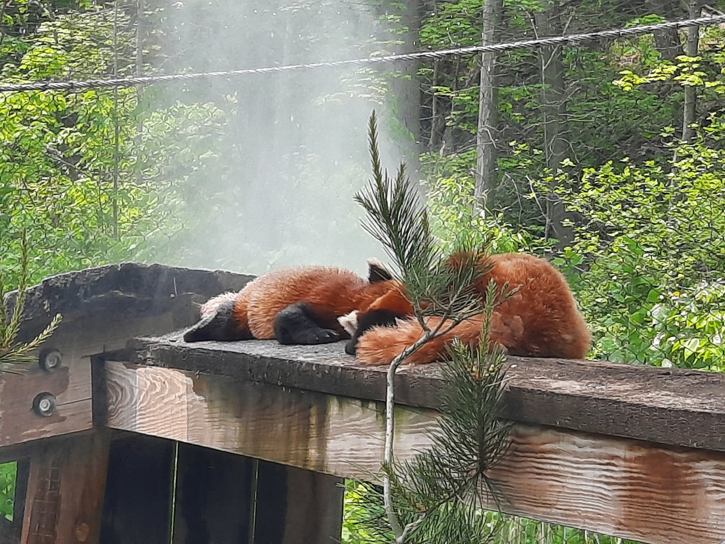 Red Pandas