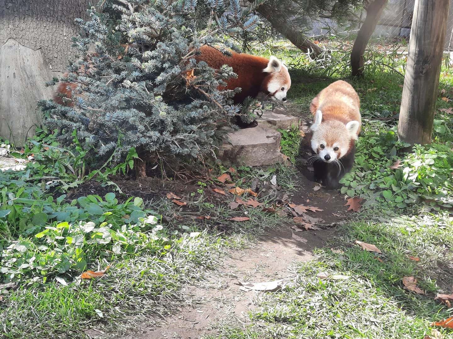 Red Pandas