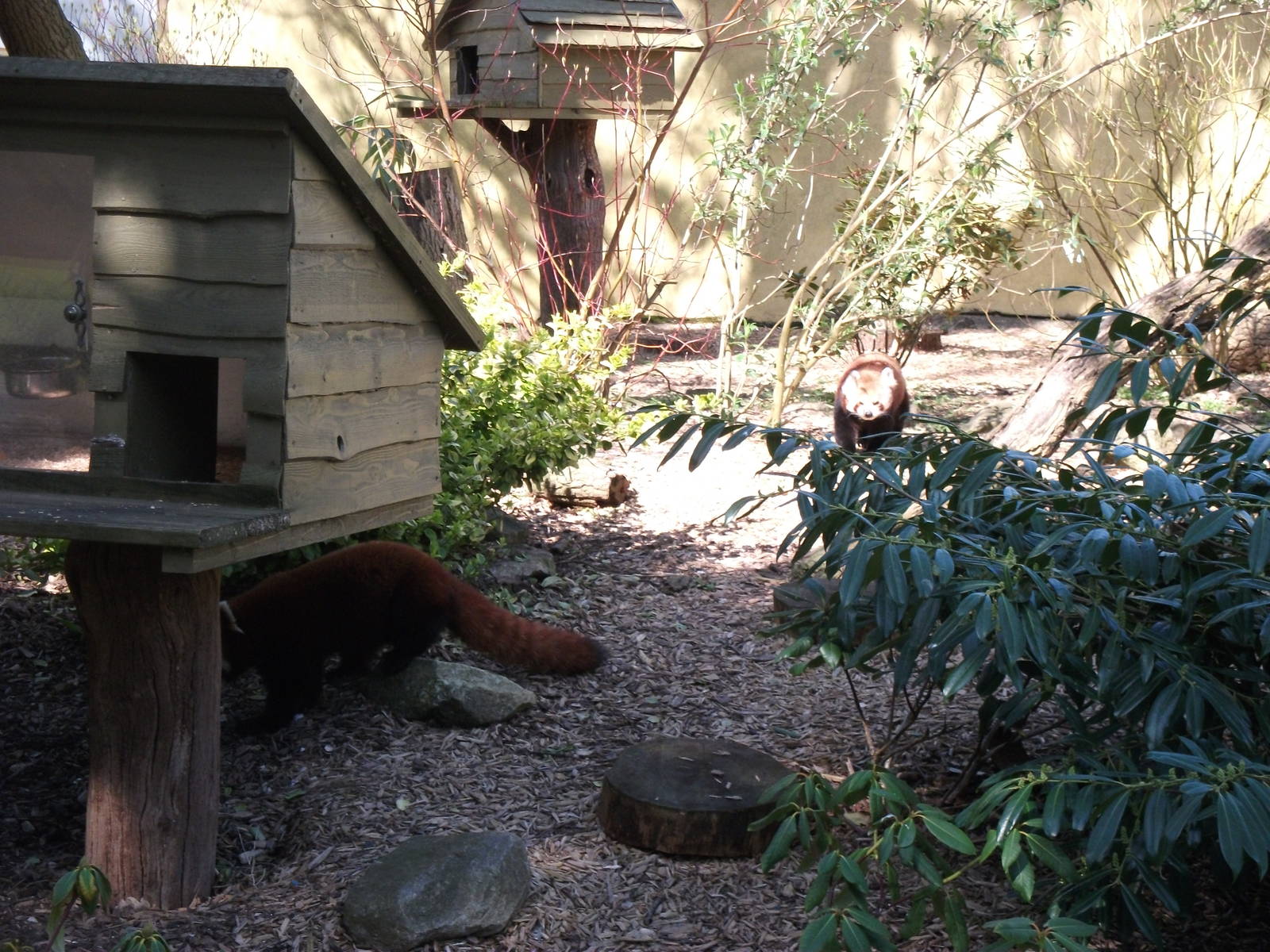 Red Pandas