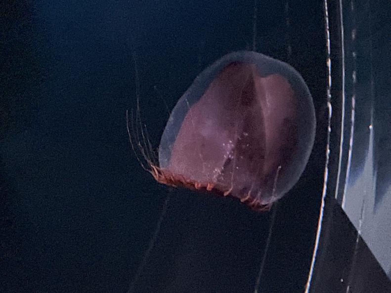Red paper lantern jelly