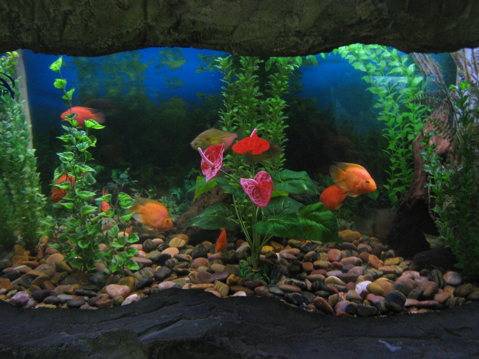 red parrot cichlids