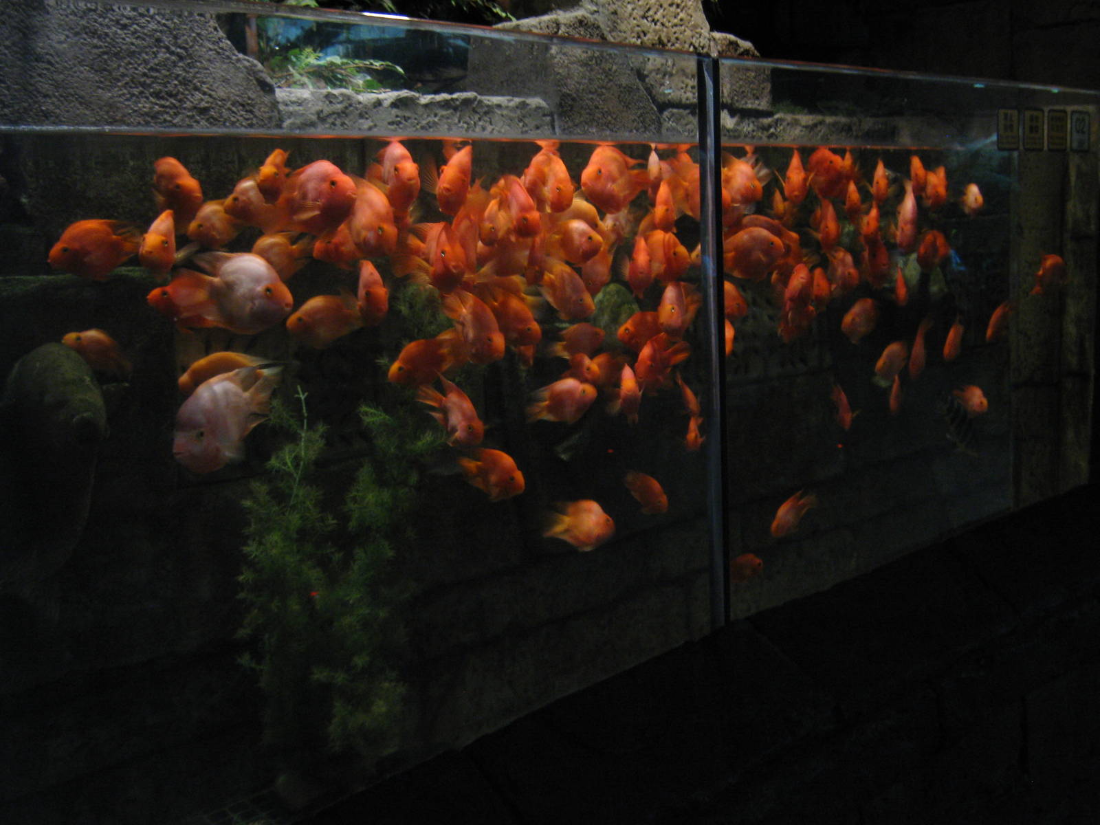 red parrot cichlids