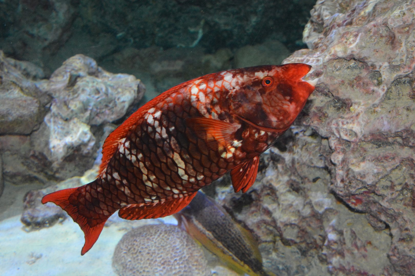 Red parrotfish (Scarus xanthopleura)