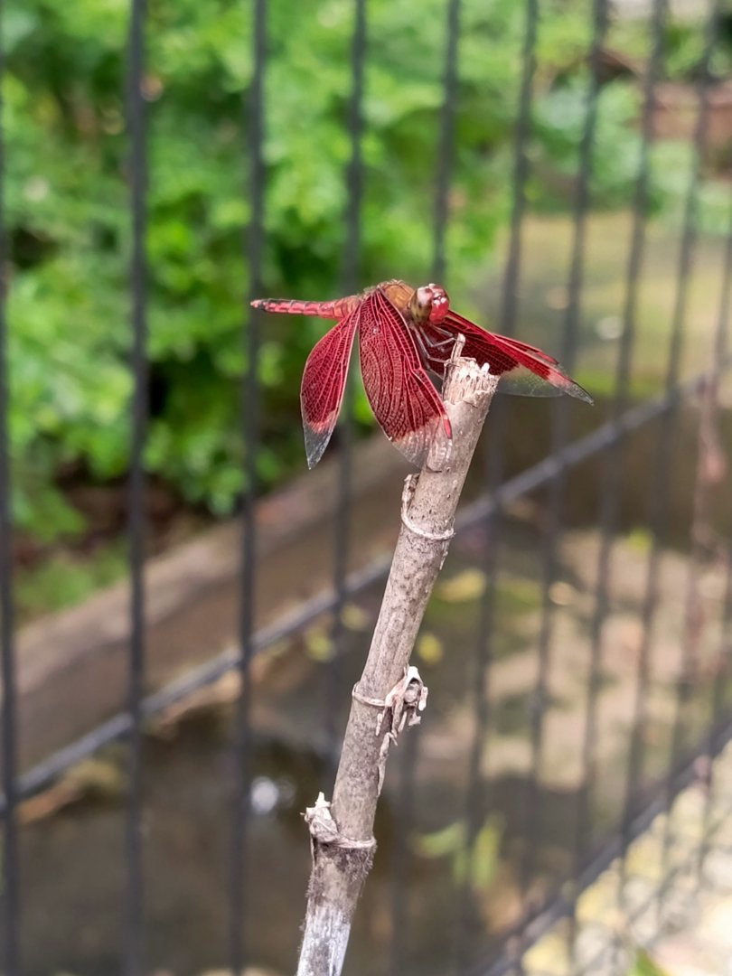 Red Percher (Neothermis ramburii)