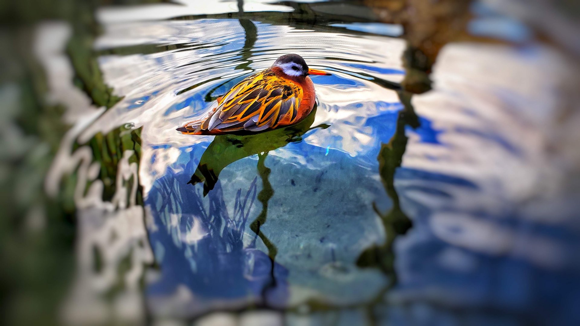Red Phalarope Chillen!