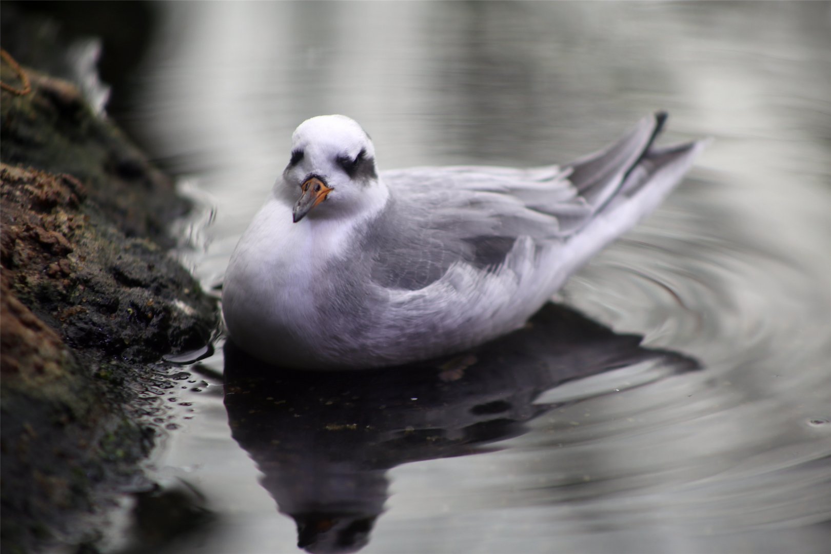 Red Phalarope (Phalaropus fulicaria)