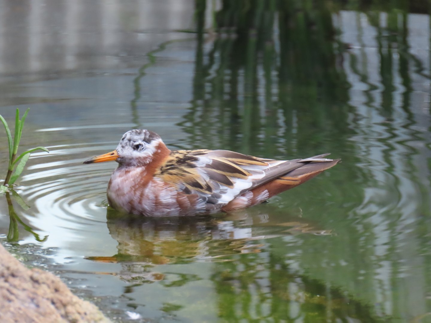 Red Phalarope (Phalaropus fulicarius)