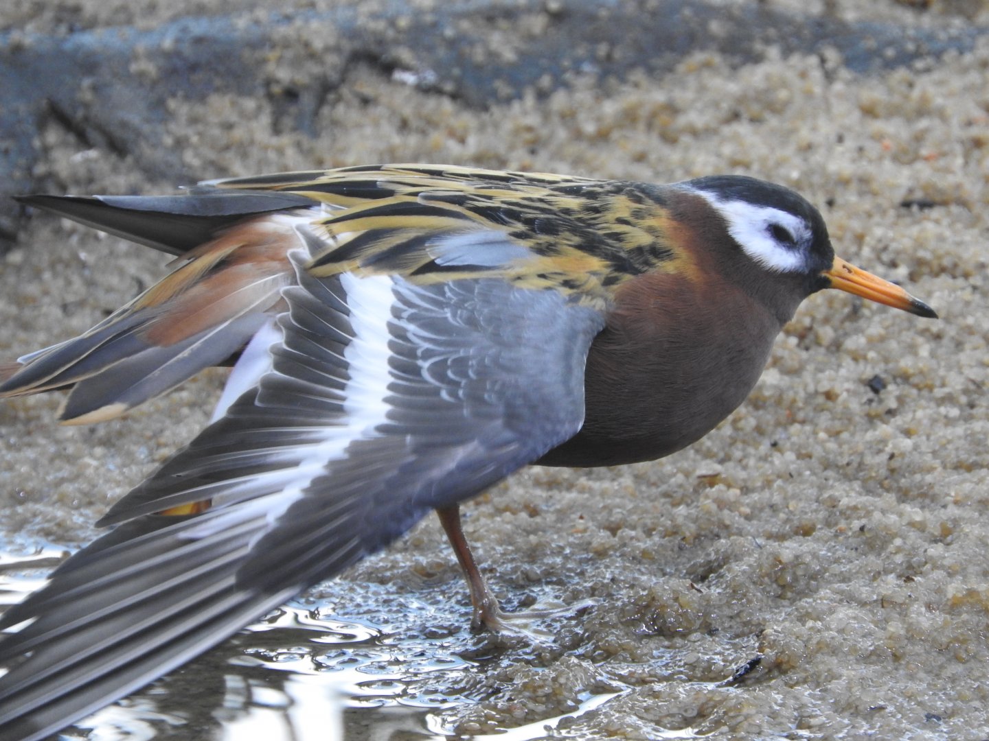 Red Phalarope