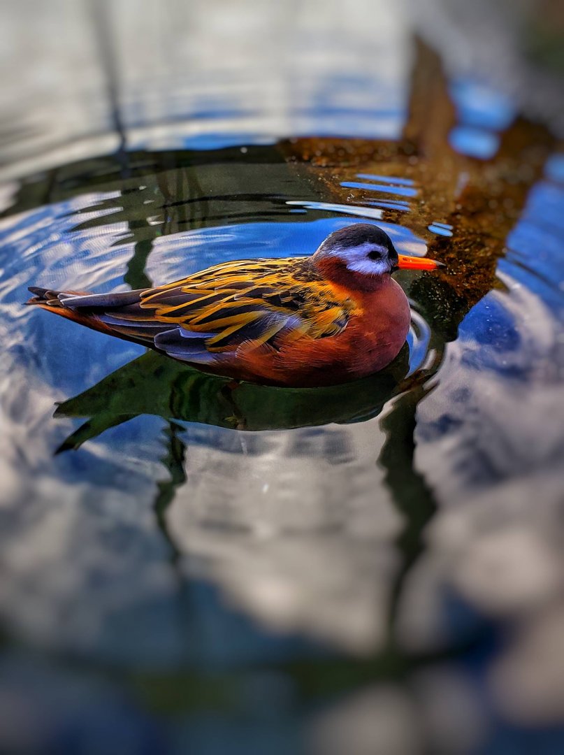 Red Phalarope