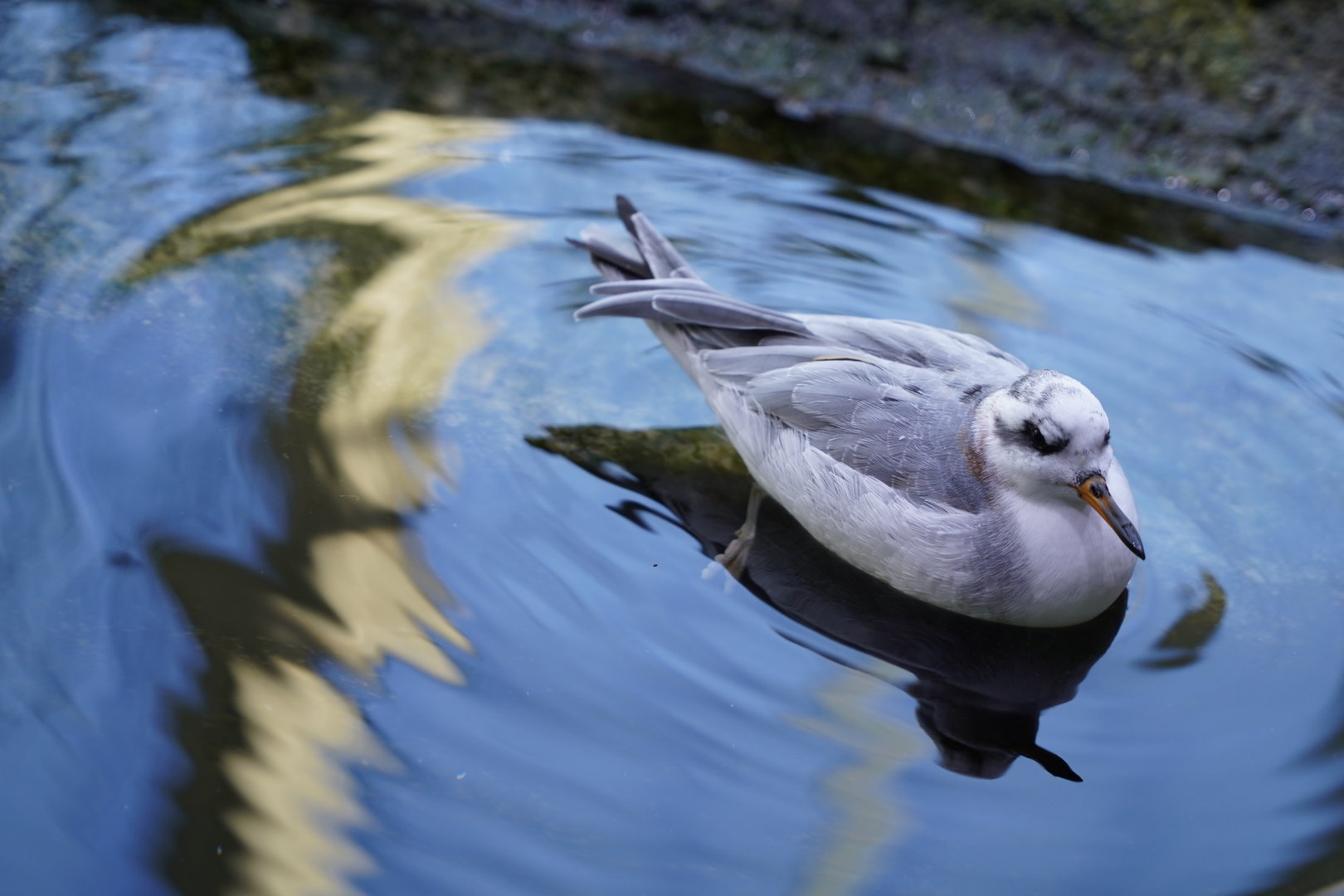 Red phalarope