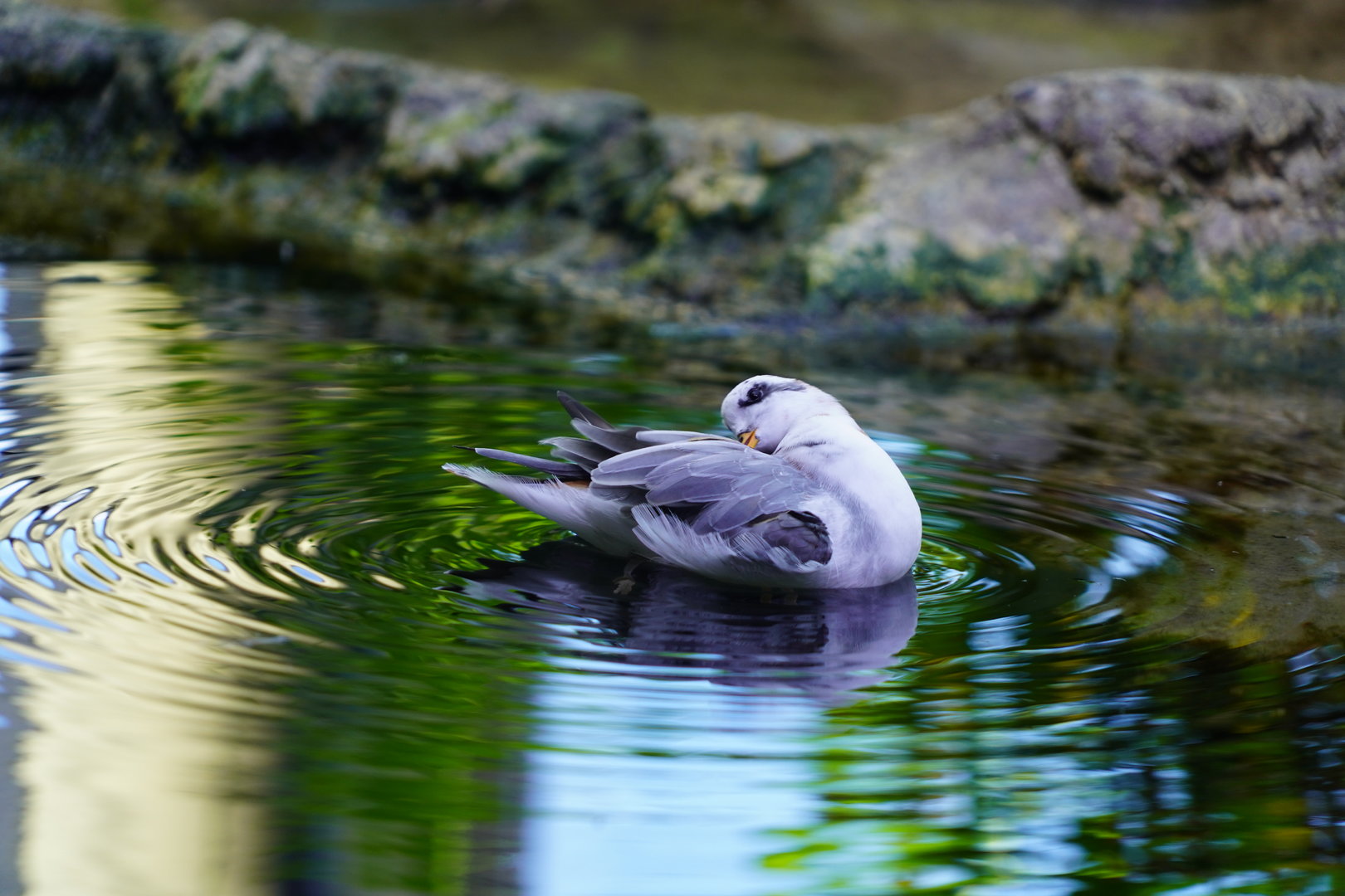 Red phalarope