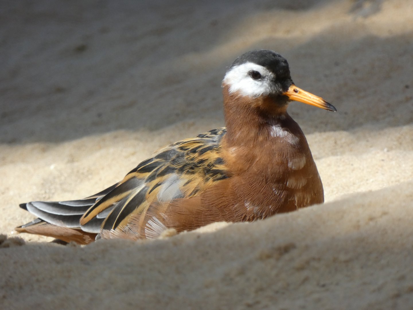 Red phalarope