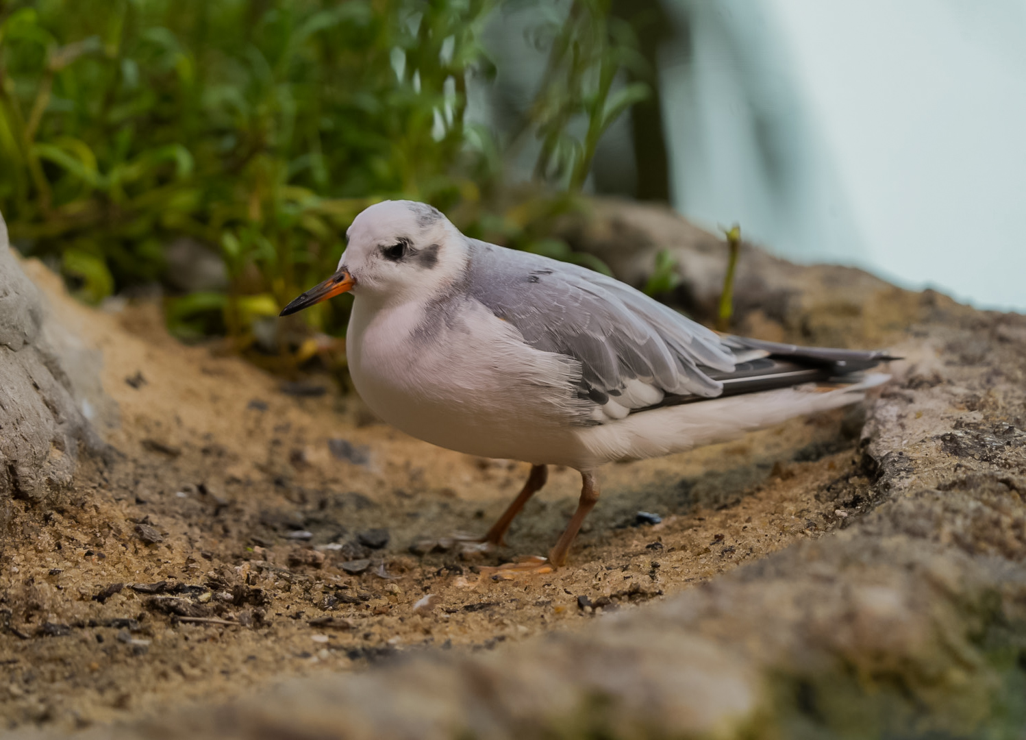 Red Phalarope