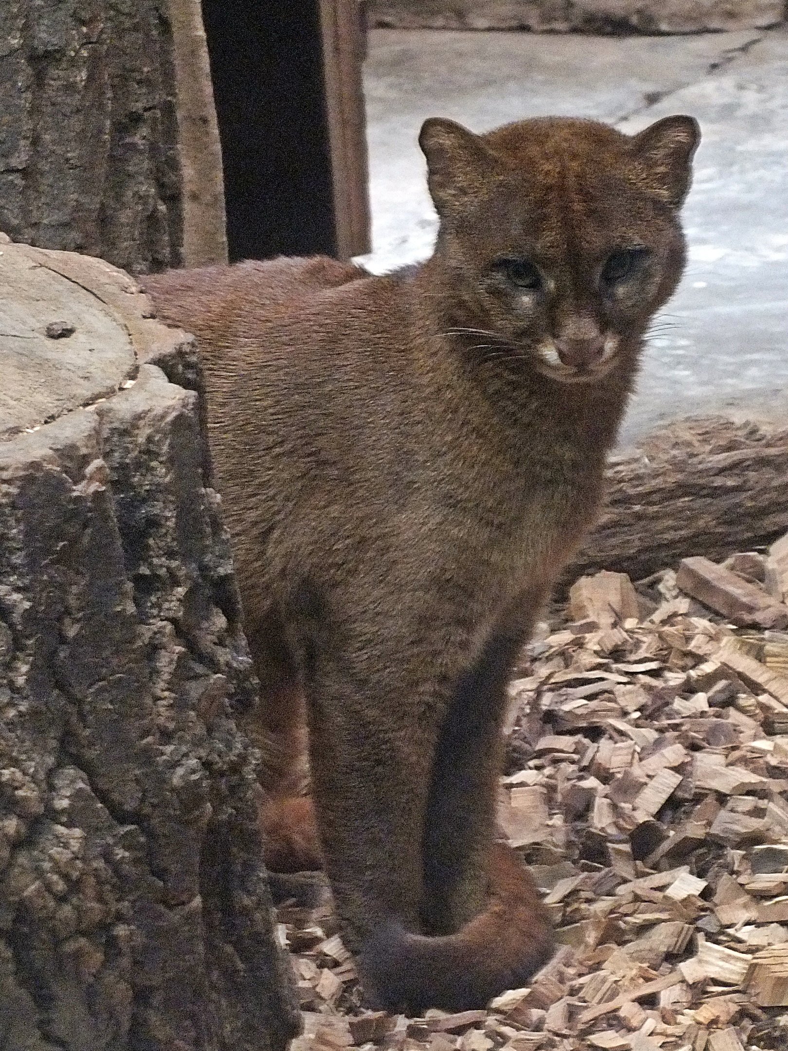 Red phase jaguarundi