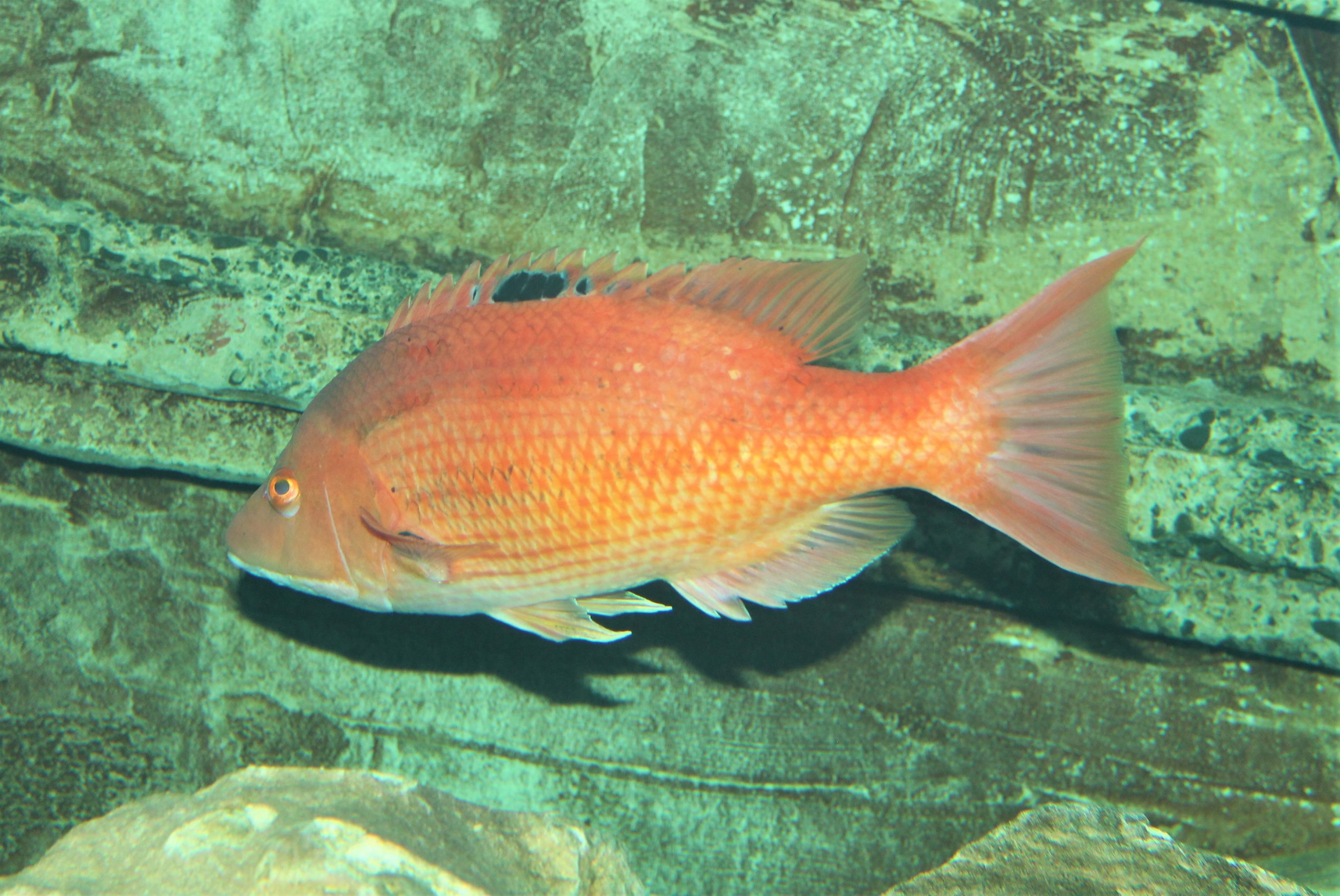 Red Pigfish (Bodianus unimaculatus)
